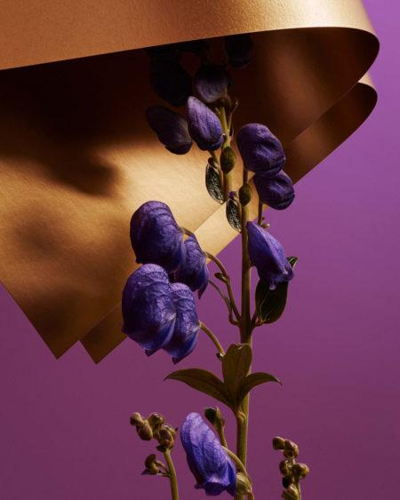 Green gallery x moris by mathilde karrer