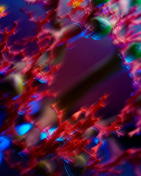 Neon flowers by mathilde karrèr