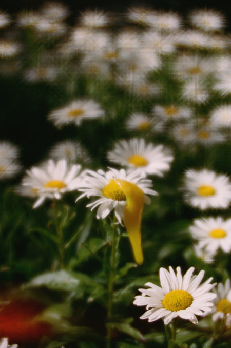 Zeynep represents slime time a picnic with odile