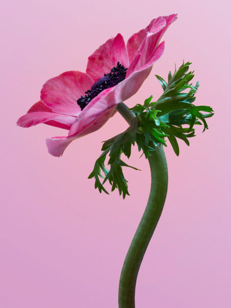 Floral personnal work by mathilde karrèr