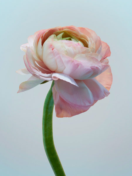 Floral personnal work by mathilde karrèr