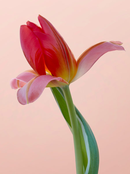 Floral personnal work by mathilde karrèr