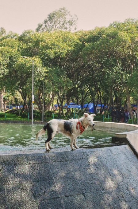 Zeynep represents mexico