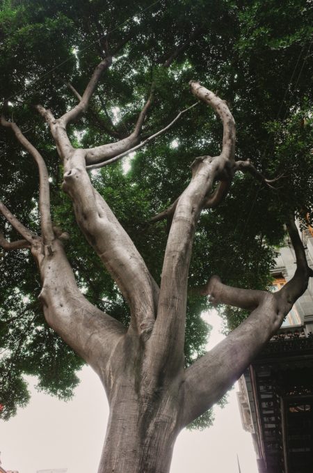 Zeynep represents mexico