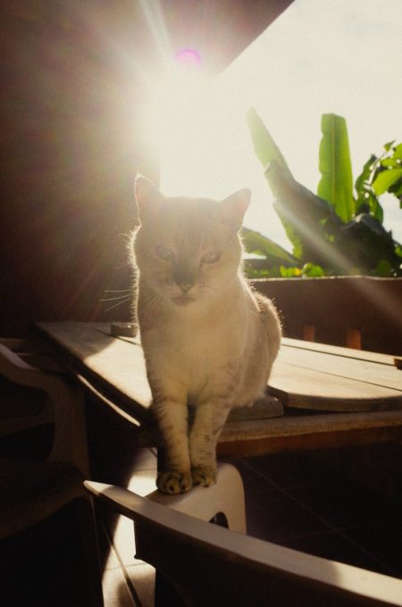 Zeynep represents mexico