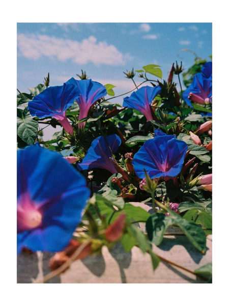 Zeynep represents laia misc