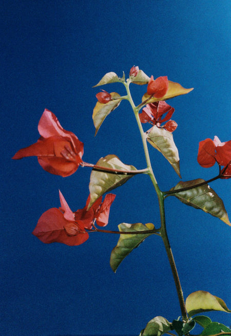 Zeynep represents laia misc