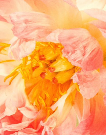 Zeynep represents laia misc