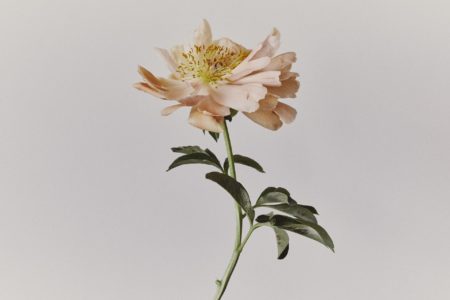 Zeynep talent management creative production portfolio add